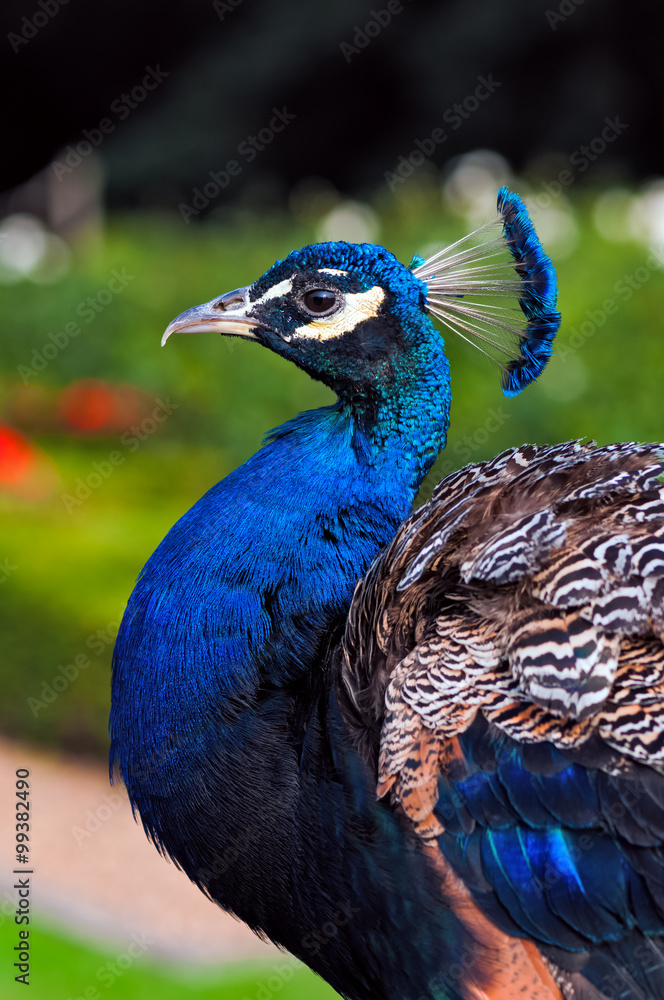 Peacock profile view close up image garden background vertical Peacock profile view close up image garden background vertical