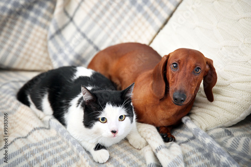 Fototapeta Naklejka Na Ścianę i Meble -  Beautiful cat and dachshund dog on plaid