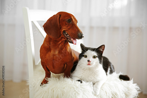 Fototapeta Naklejka Na Ścianę i Meble -  Beautiful cat and dachshund dog on chair, indoor