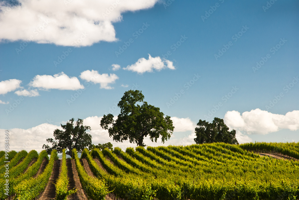 Fototapeta premium Vineyard in Spring