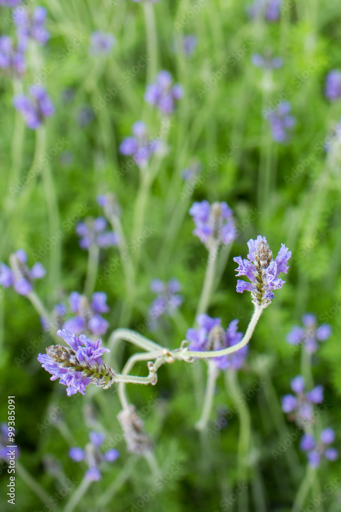 beautiful of flowers in the garden beautiful of flowers in the garden