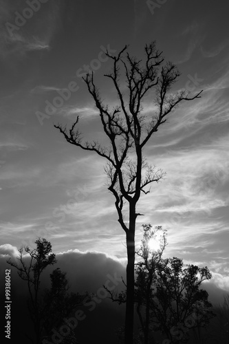 Branch of dead tree  Black and white  monochrome  picture.