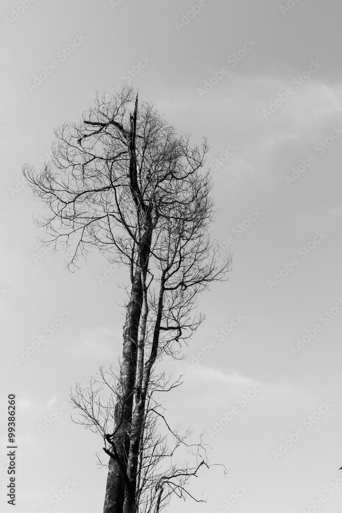 Branch of dead tree, Black and white (monochrome) picture. Branch of dead tree, Black and white (monochrome) picture.