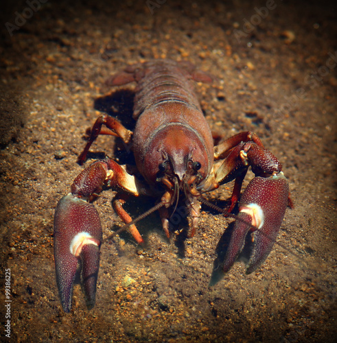 Fotografie Signal Crayfish Crawling in the Water