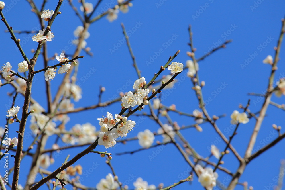 Plum Flowers On Plum Limb With Blue Sky Background Plum Flowers On Plum Limb With Blue Sky Background