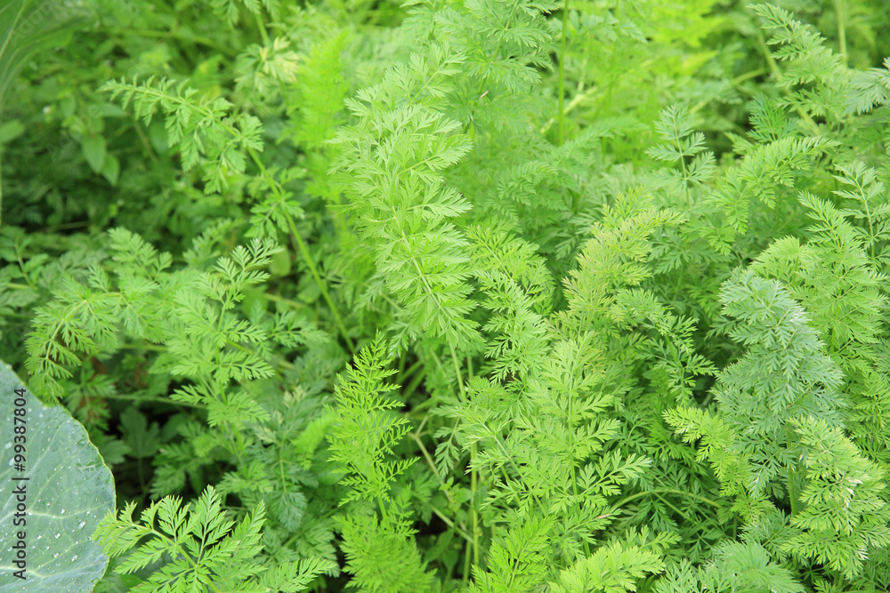 green carrots in growth at garden green carrots in growth at garden