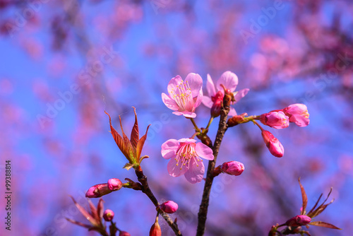 closeup and selective focus  of Wild Himalayan Cherry , Sakura , Cherry Blossoms at Northern Thailand with  blue sky on background. © ordinary042