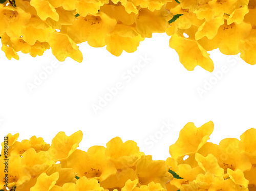 Photo frame of Yellow elder flowers on white isolate background