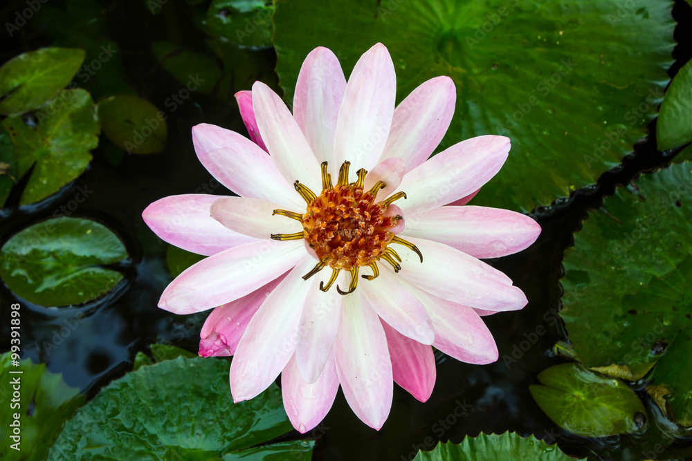 Lotus flower and Lotus flower plants Background patterns