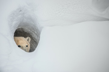 Wandcirkels Ijsbeer IJsbeer gluurt uit besneeuwd hol  © Uryadnikov Sergey