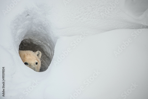 The polar bear looks out of a snow den