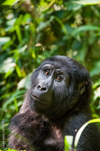 Portrait of a mountain gorilla at a short distance.  gorilla  close up portrait.   © Uryadnikov Sergey