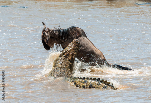 The antelope Blue wildebeest ( connochaetes taurinus ), has undergone to an attack of a crocodile.