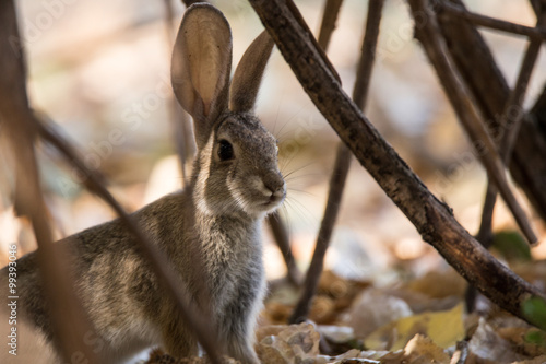 Wild rabbit hiding in bush pinnicles national park photo
