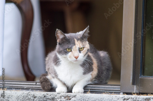 Calico tortoiseshell cat