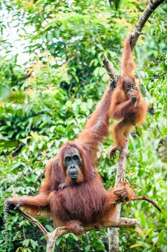 A female of the orangutan with a cub in a native habitat. Bornean orangutan (Pongo pygmaeus)