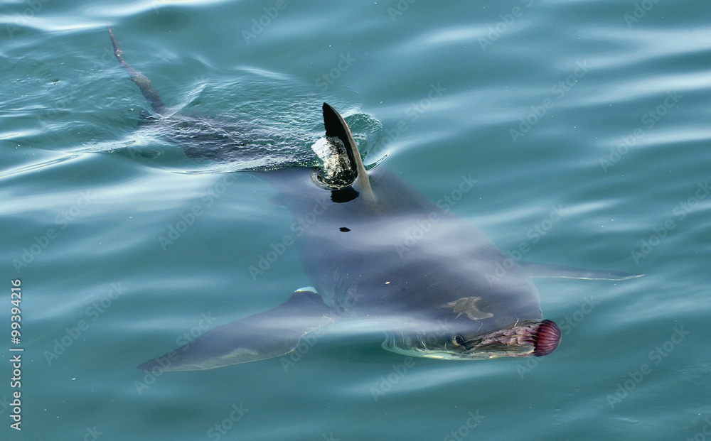 Obraz premium Great white shark ( Carcharodon carcharias) and pink jellyfish at the ocean.
