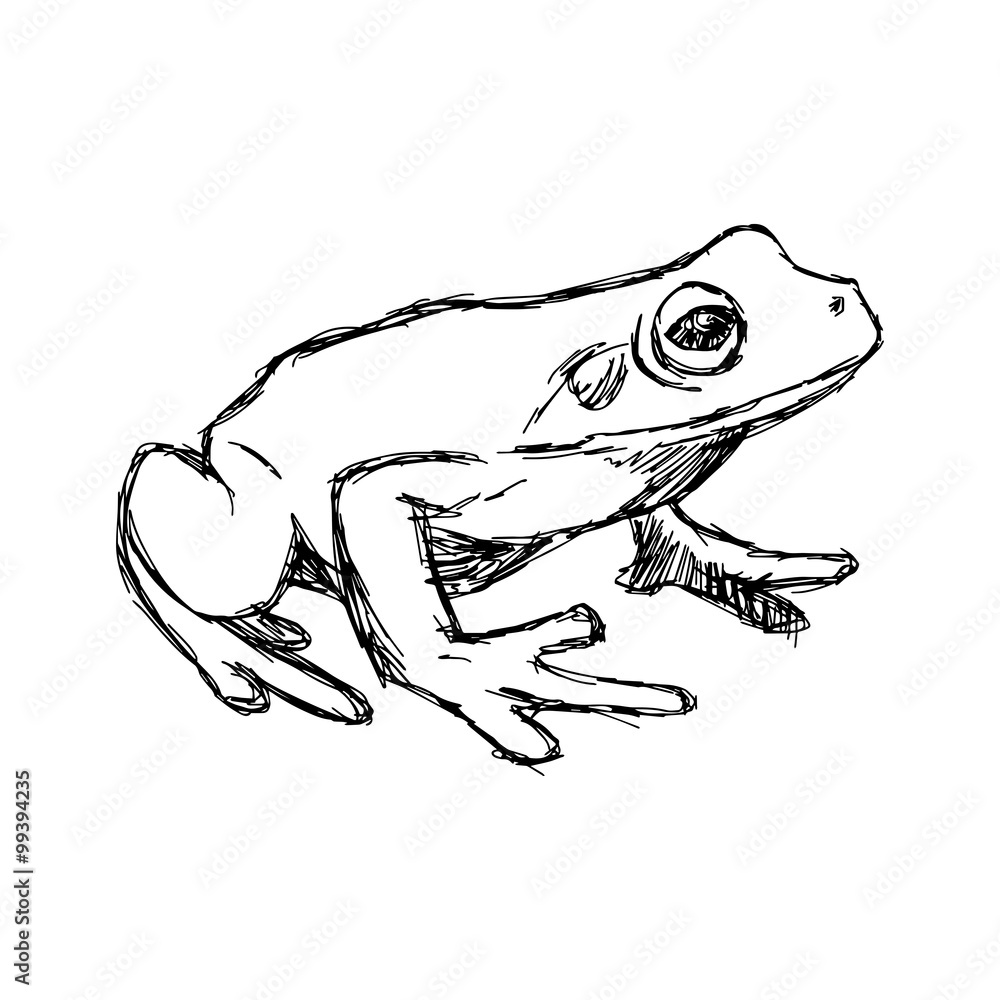 Fototapeta premium illustration vector hand drawn doodle frog isolated on white
