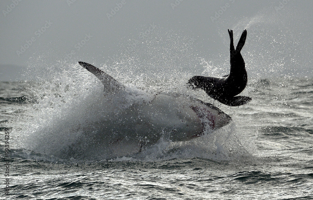 Fototapeta premium Wielki biały rekin (Carcharodon carcharias) przerywa atak.
