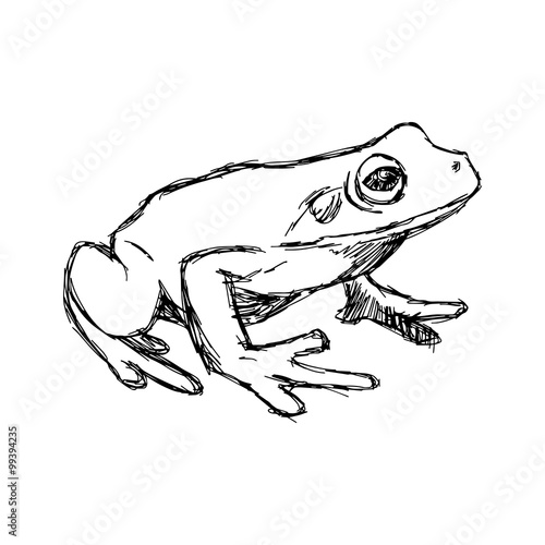 illustration vector hand drawn doodle frog isolated on white photo