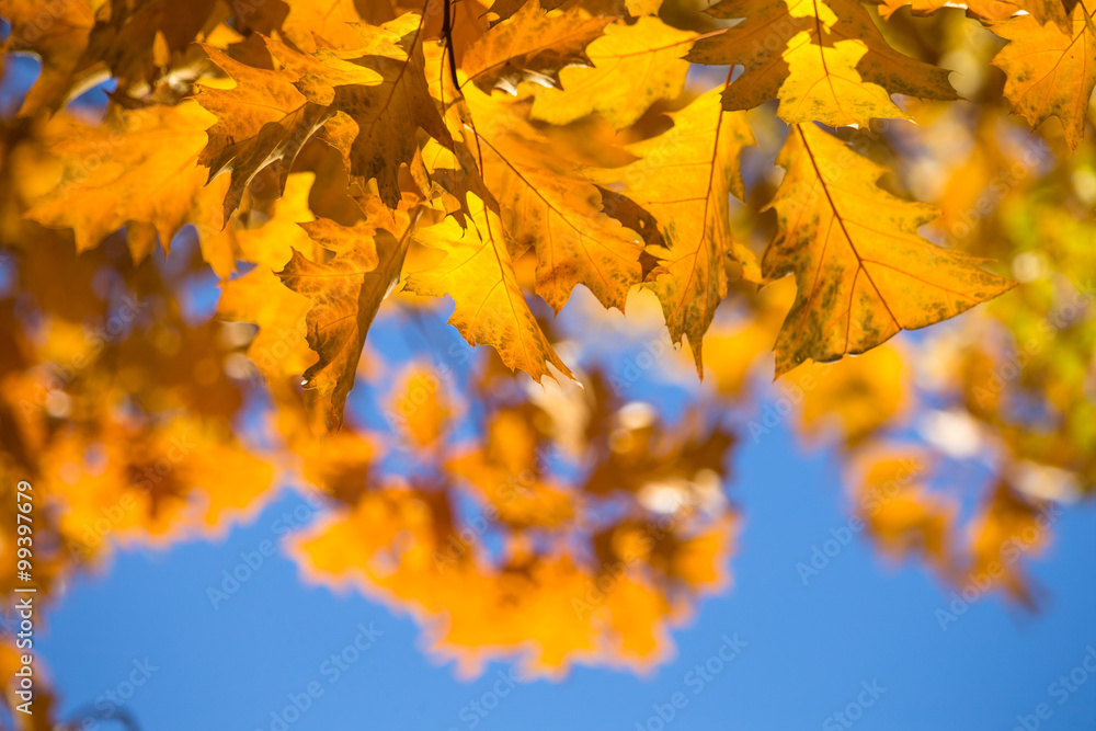 leaves in autumn leaves in autumn