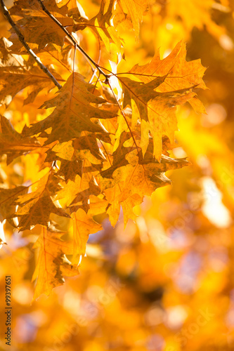 leaves in autumn