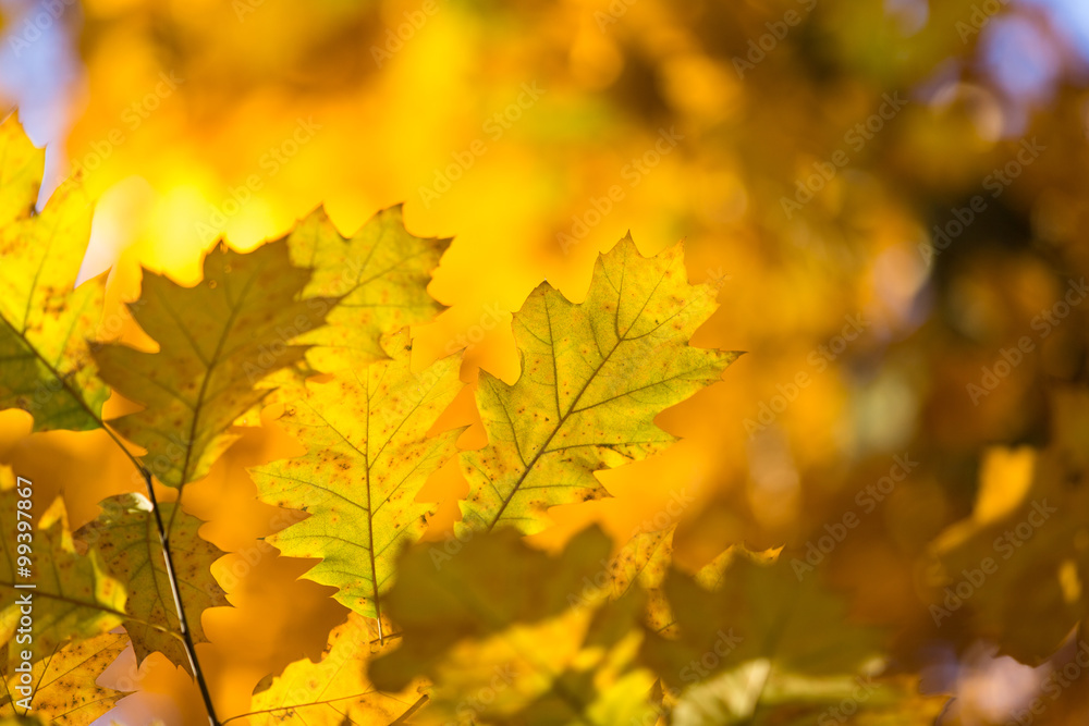 leaves in autumn leaves in autumn