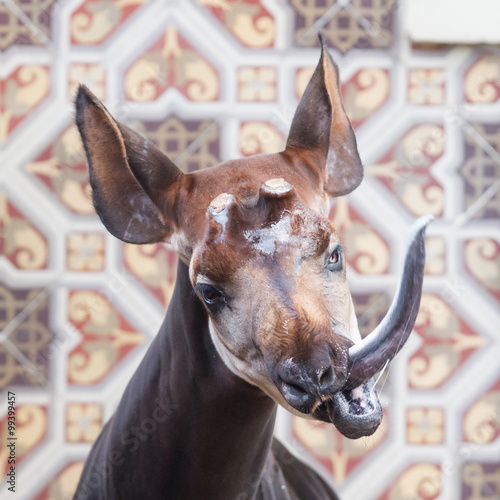Fotografi Close-up of an okapi