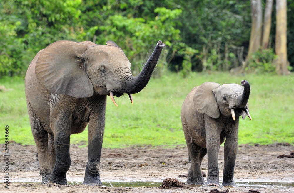 Fototapeta premium The elephant calf with elephant cow The African Forest Elephant, Loxodonta africana cyclotis. At the Dzanga saline (a forest clearing) Central African Republic, Dzanga Sangha