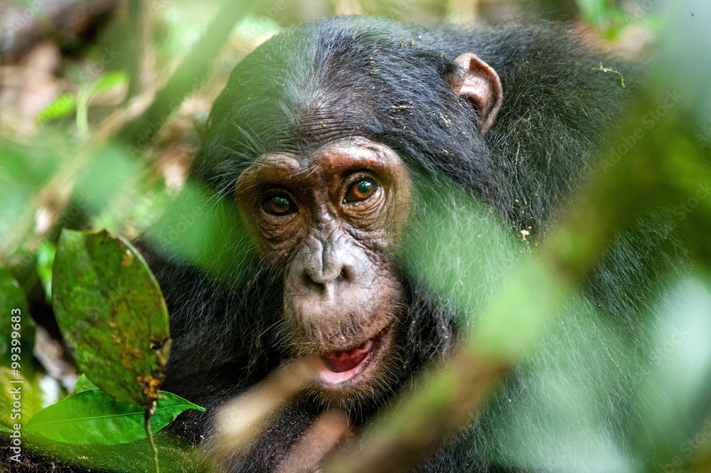 Close up portrait of old chimpanzee Pan troglodytes Close up portrait of old chimpanzee Pan troglodytes