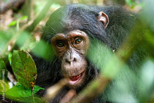 Fototapet Close up portrait of old chimpanzee Pan troglodytes