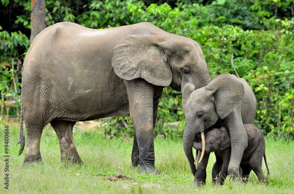 Fototapeta premium The elephant calf with elephant cow The African Forest Elephant, Loxodonta africana cyclotis. At the Dzanga saline (a forest clearing) Central African Republic, Dzanga Sangha