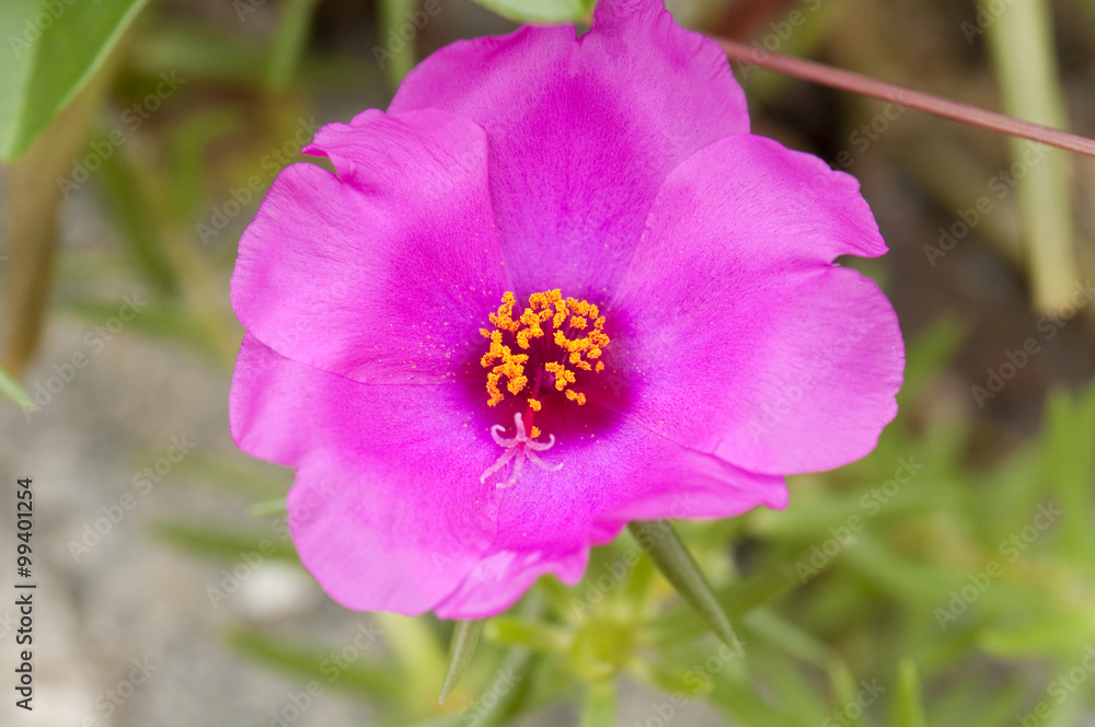 Portulaca Oleracea Flower Portulaca Oleracea Flower