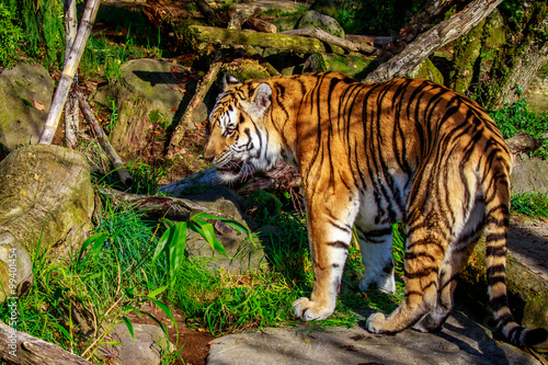 Amur Tiger