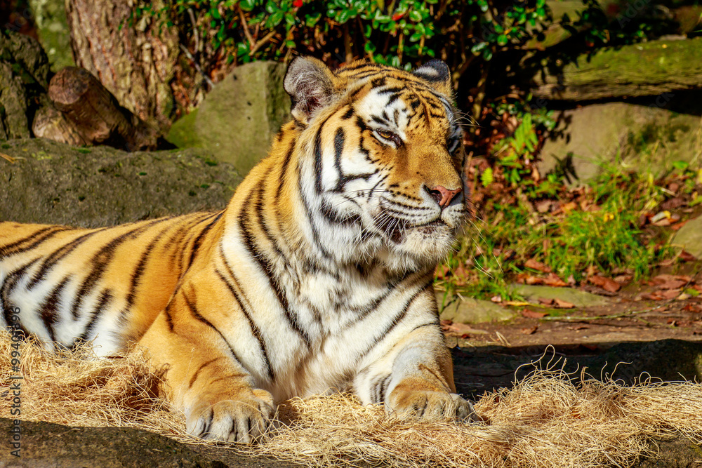 Amur Tiger Amur Tiger