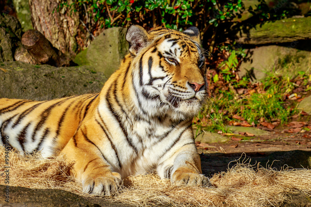 Amur Tiger