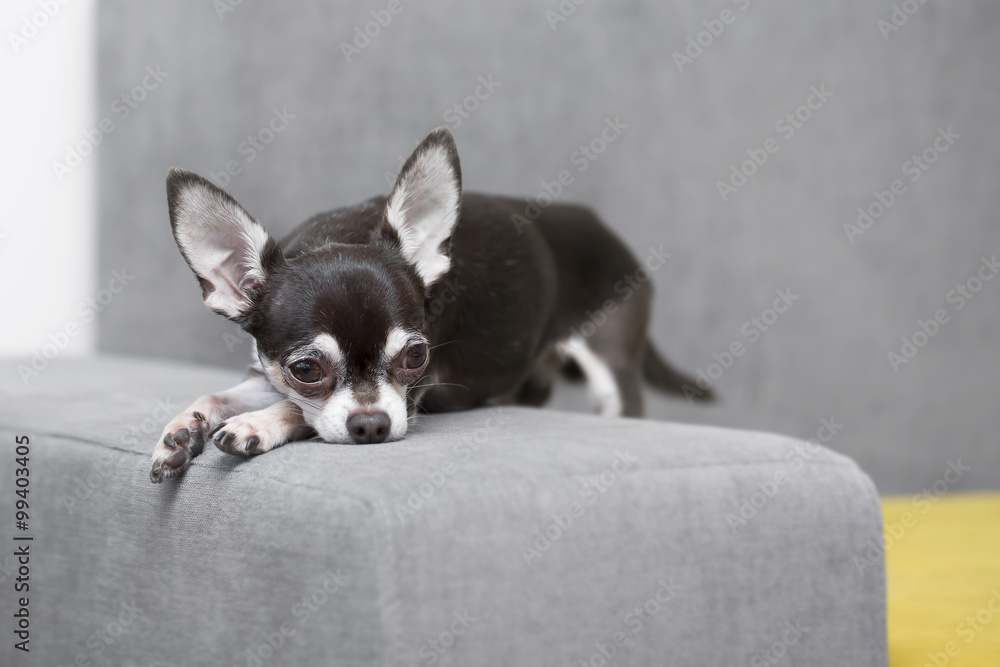 chihuahua lying and resting on grey sofa indoors chihuahua lying and resting on grey sofa indoors