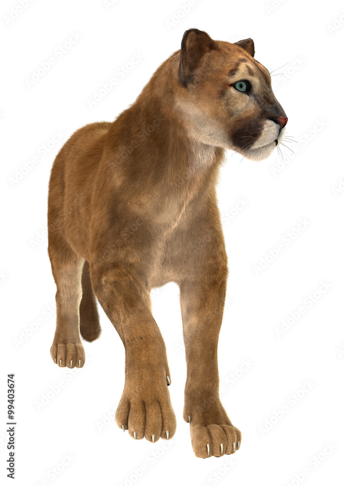 Obraz premium Big Cat Puma