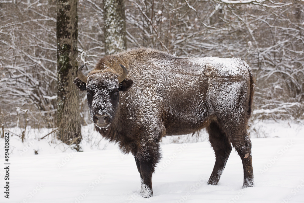 Bison winter day in the snow Bison winter day in the snow