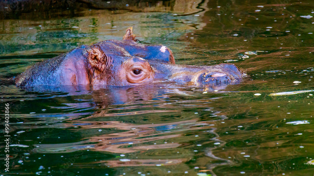 Fototapeta premium Hippo in water