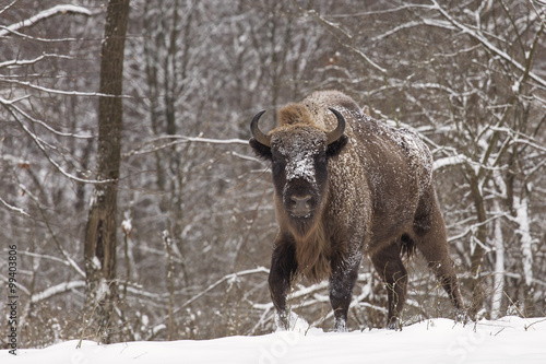 Bison winter day in the snow © danmir12