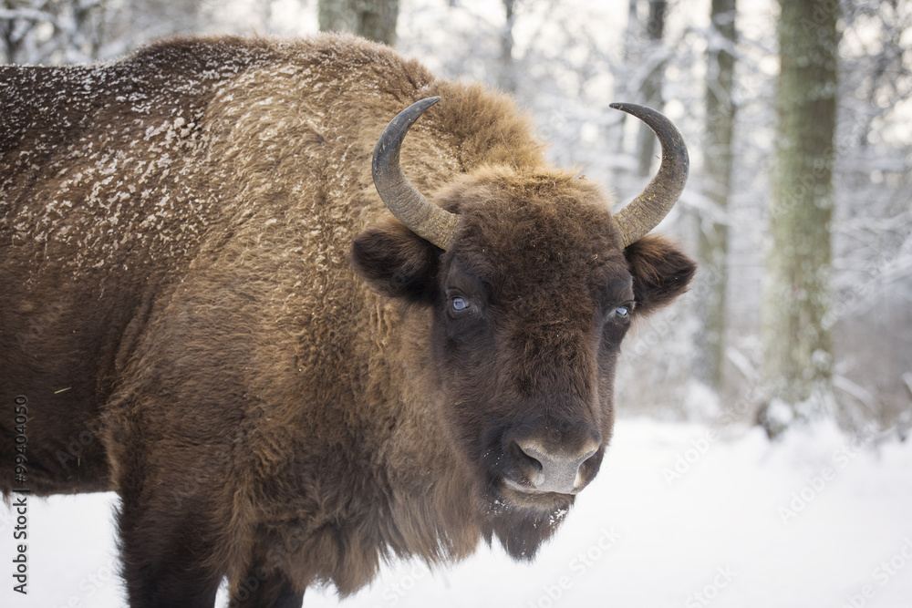 Bison winter day in the snow Bison winter day in the snow