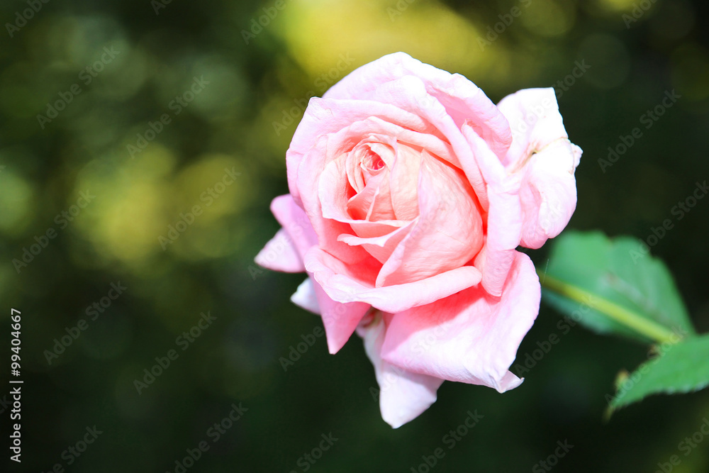 Close up of rose flower. Garden flower rose bud Close up of rose flower. Garden flower rose bud
