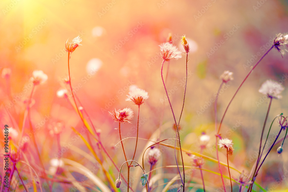 Obraz premium Vintage herbal field at sunrise