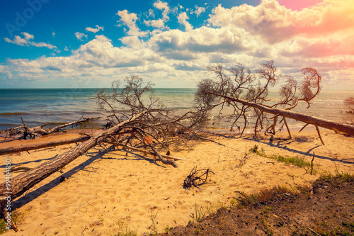 Wild desert beach with fallen dead trees. Cape Kolka, Latvia photo