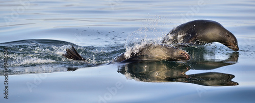 Jumping Cape fur seal (Arctocephalus pusillus pusillus)