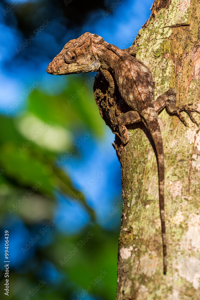 Anolis (Chamaeleolis) guamuhaya (Escambray Bearded Anole). Anolis (Chamaeleolis) guamuhaya (Escambray Bearded Anole).