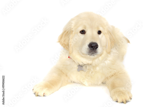 Golden retriever puppy lying and looking at the camera isolated on white