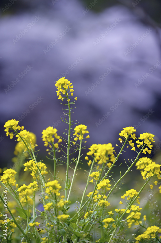 Obraz premium 菜の花