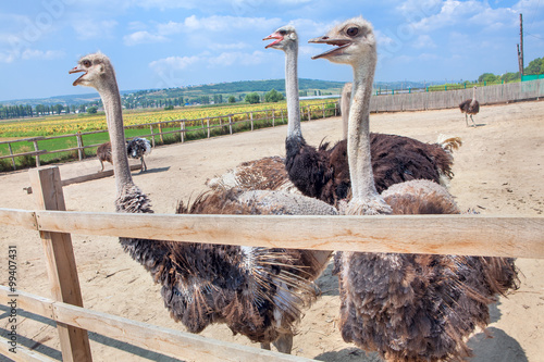 farm with funny ostrichs